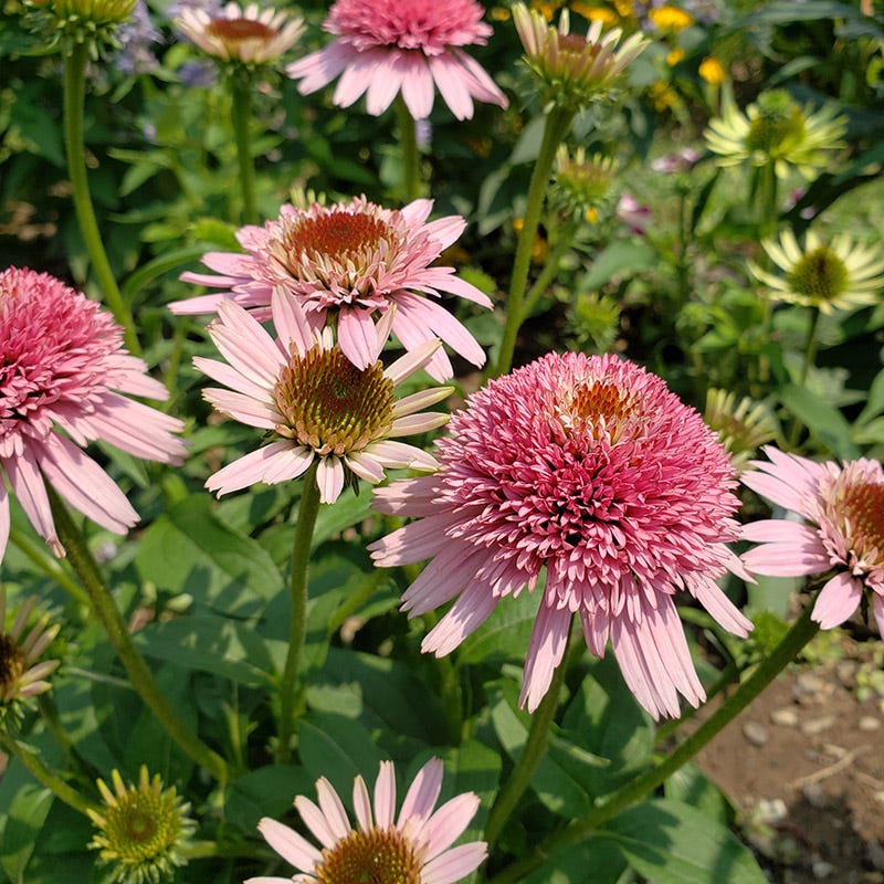 Butterfly Kisses Echinacea