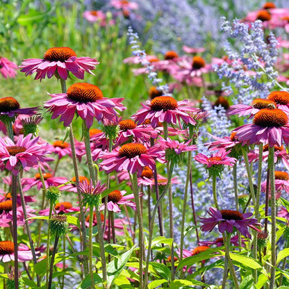 Magnus Echinacea
