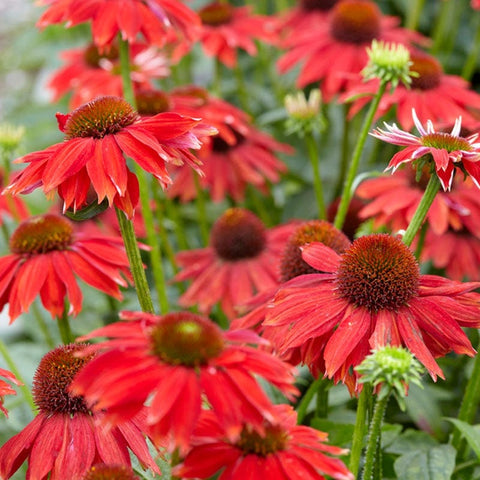 sombrero echinacea seeds Sombrero Salsa Echinacea | Red | Plant
