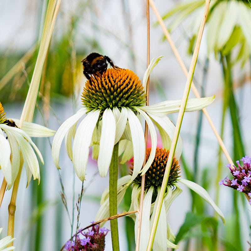 White Swan Echinacea - Thumbnail 2