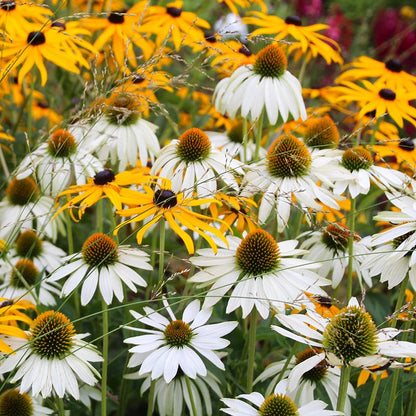 White Swan Echinacea