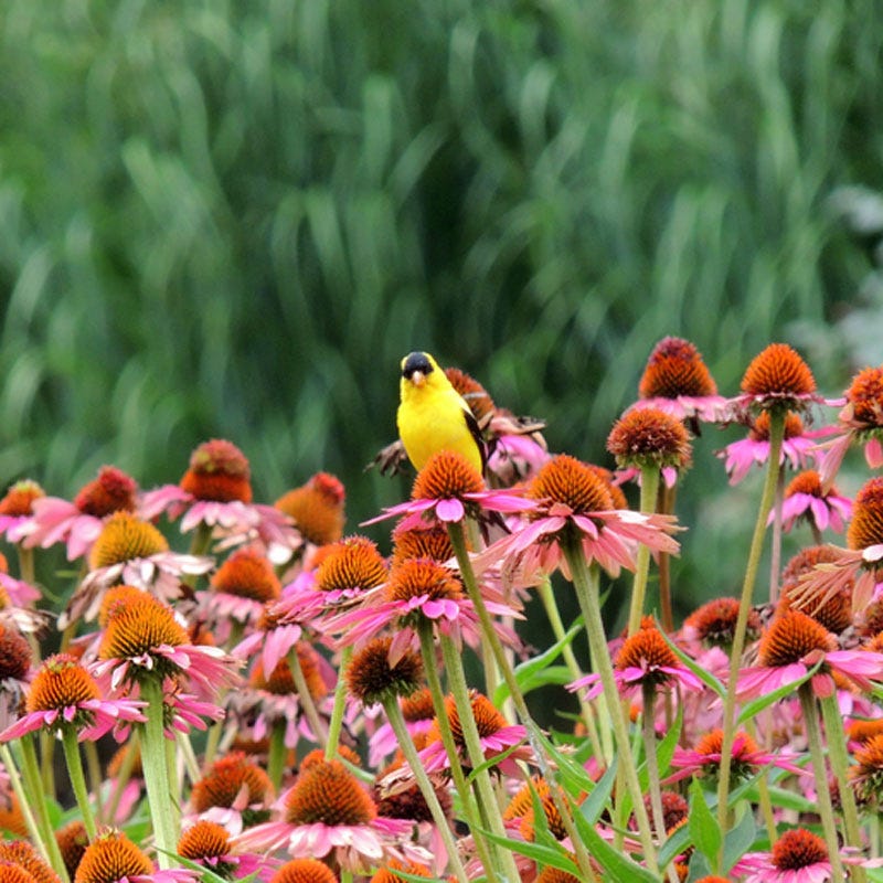 echinacea purpurea magnus seeds Magnus Echinacea | Pink | Plant