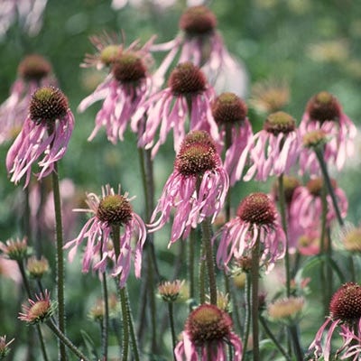 echinacea pallida seeds Pale Coneflower Seeds