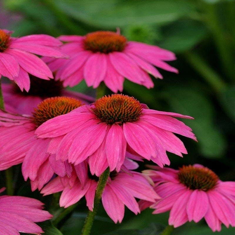 PowWow Wild Berry Echinacea