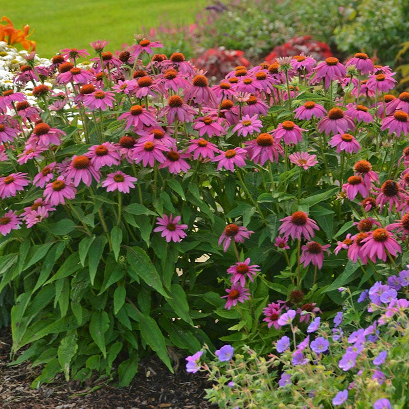 PowWow® Wild Berry Echinacea