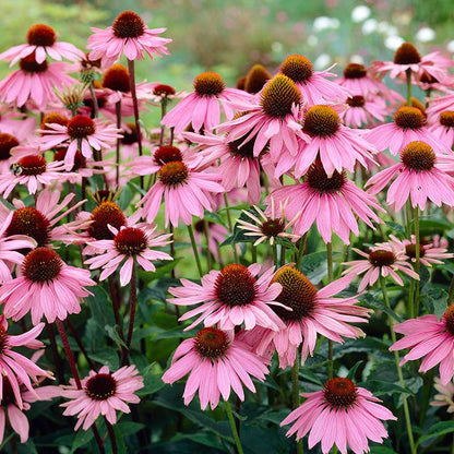 Purple Coneflower Seeds