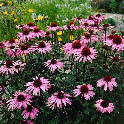 Purple Coneflower Seeds