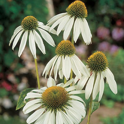 Alba White Coneflower Seeds