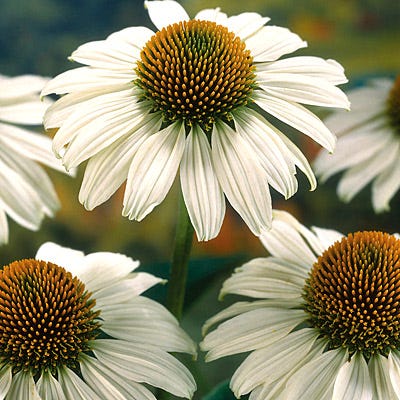echinacea purpurea white swan seeds White Coneflower Seeds, Echinacea purpurea alba