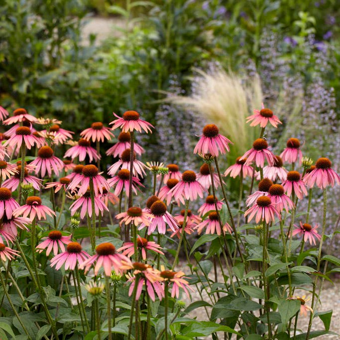 Purple Coneflower