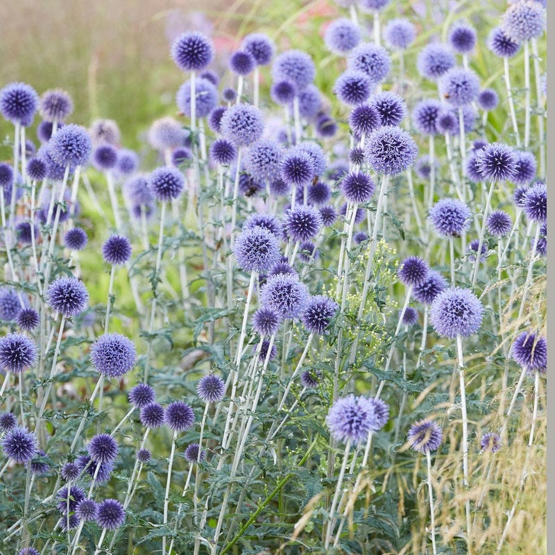 Sun Loving Pre-Planned Garden - Small