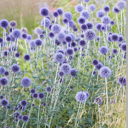 Sun Loving Pre-Planned Garden - Small