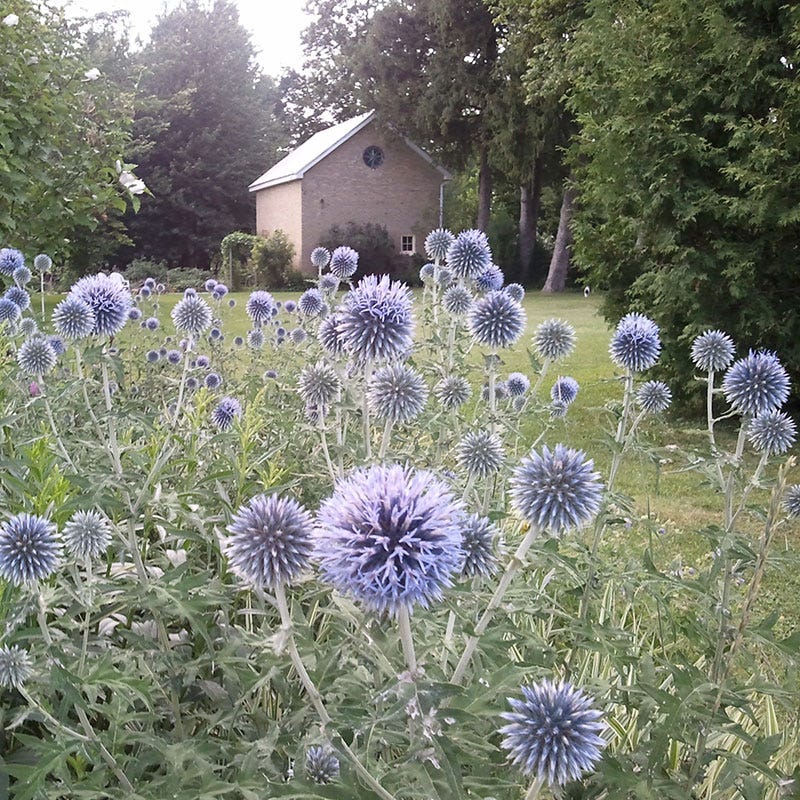 Veitch's Blue Echinops