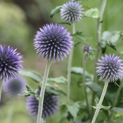 Veitch's Blue Echinops