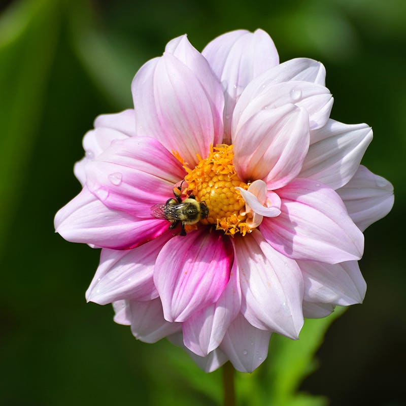Purple Paradise Dahlia Collection