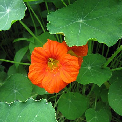 Edible Flower Seed Mix