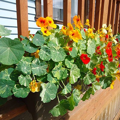 edible wildflower seeds Edible Flower Seed Mix