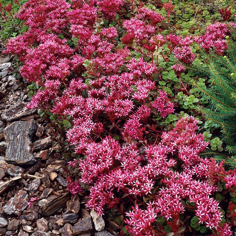 Gemstone Sedum Collection
