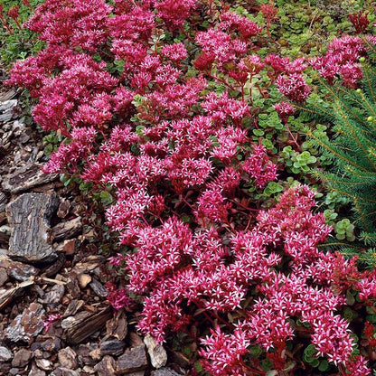 Gemstone Sedum Collection