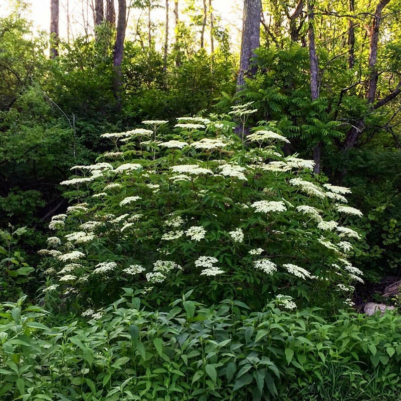 elderberry plant seeds Wild Elderberry | White | Plant