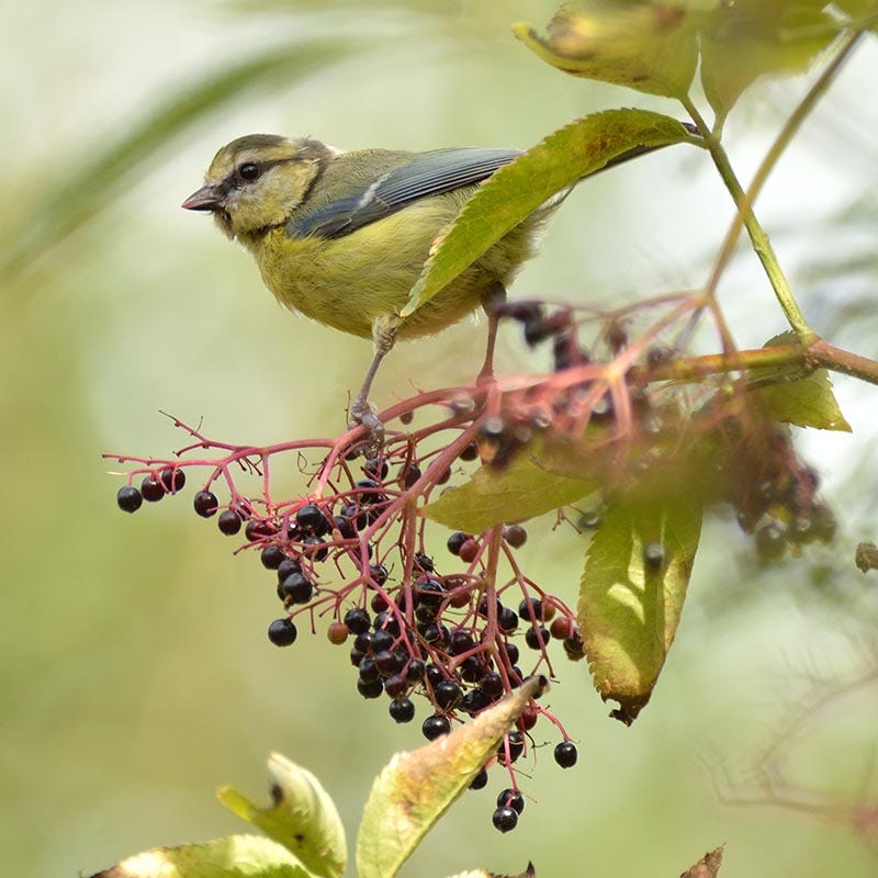Wild Elderberry