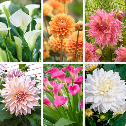 Elegance Bouquet Collection (Late-Summer Flowers)