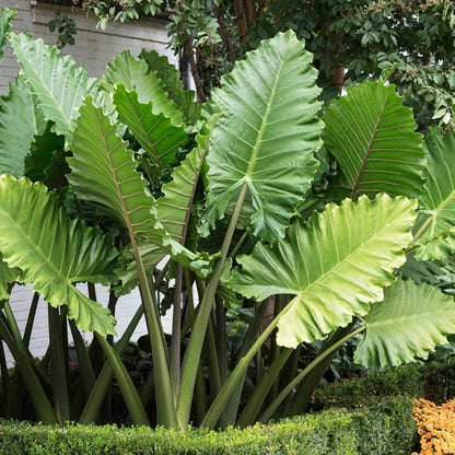 elephant ear plant serrated Portora Upright Elephant Ear, Alocasia