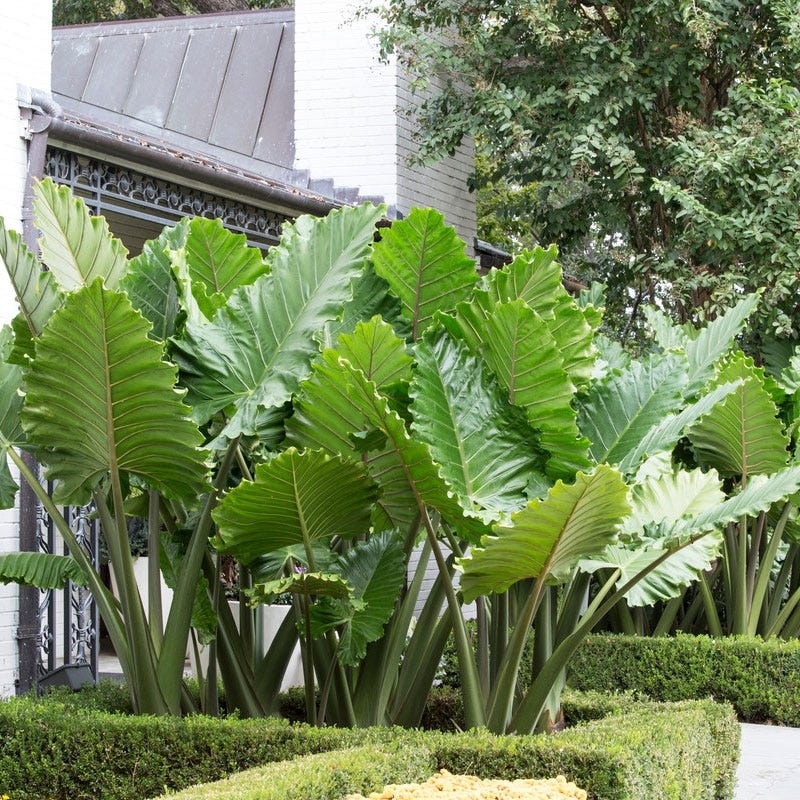 Portora Upright Elephant Ear
