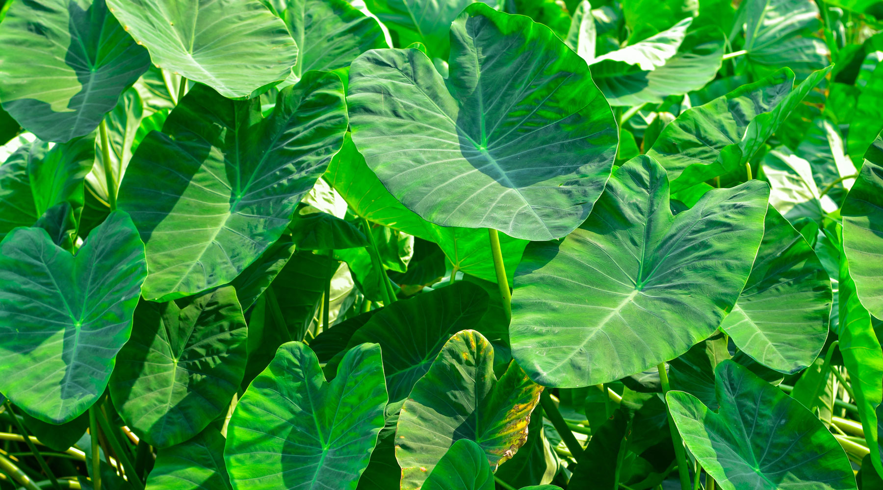fiddle leaf fig plant food Fiddle Fuel