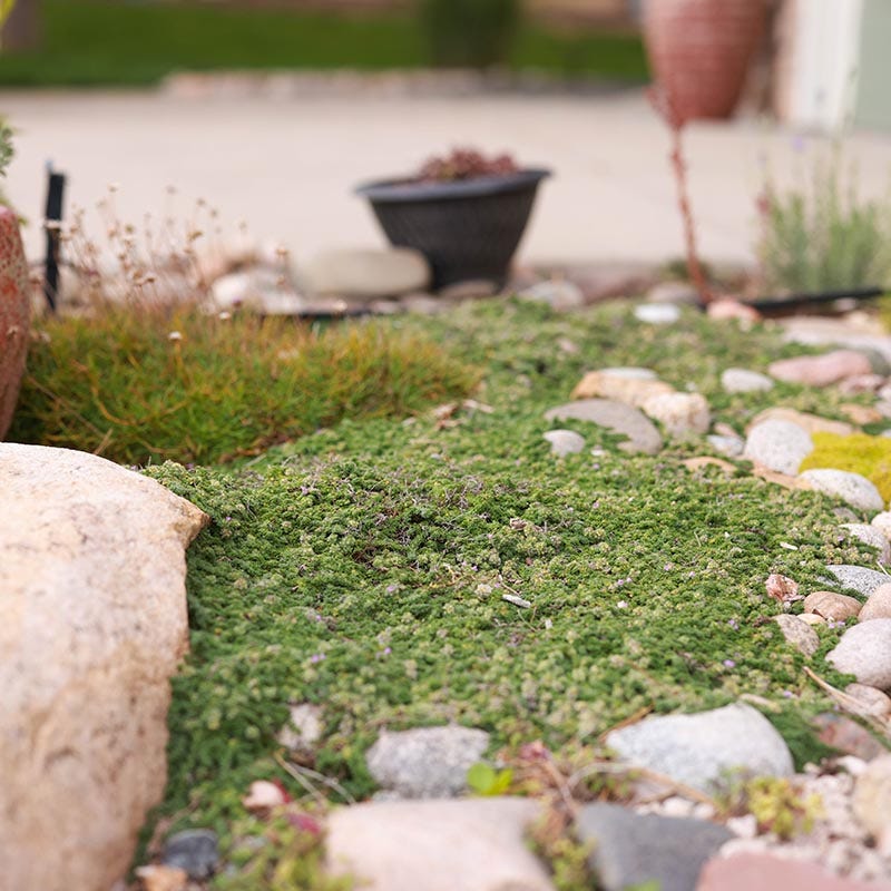 Elfin Creeping Thyme