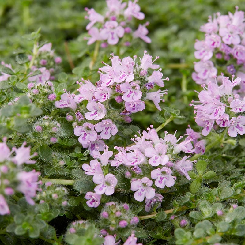 Good Feelings Tapestry Lawn Plant Collection