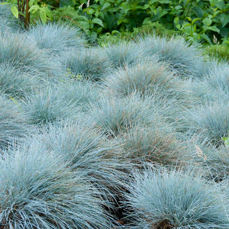 Fizzy Pop Low Grow Plant Collection