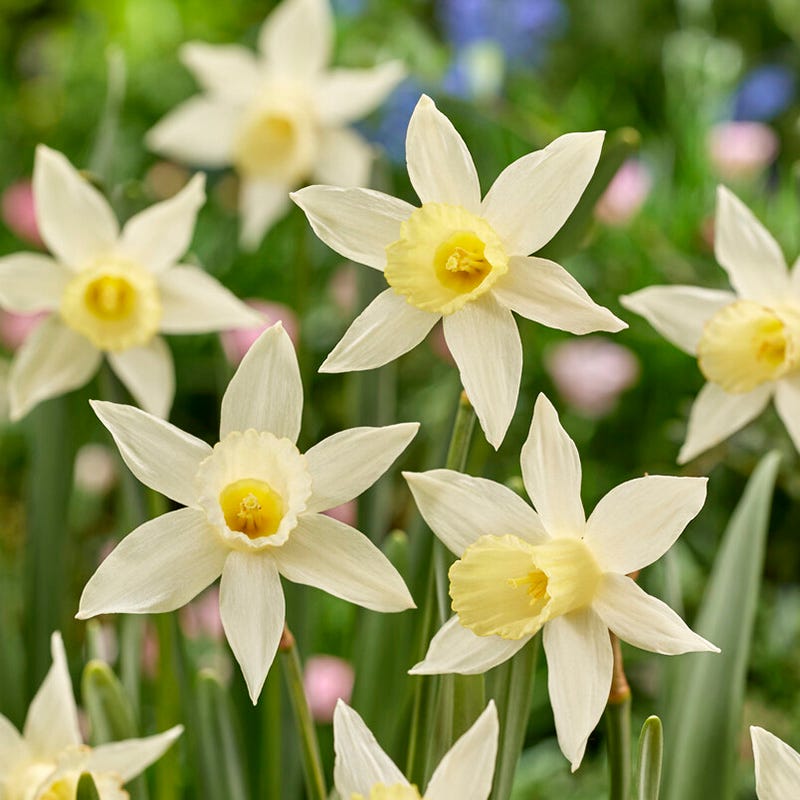 Elka Mini Trumpet Daffodil - Thumbnail 2