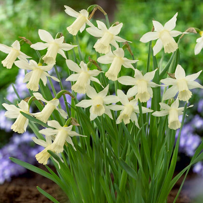 Elka Mini Trumpet Daffodil