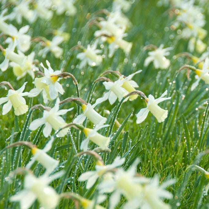 Elka Mini Trumpet Daffodil