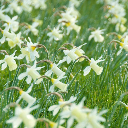 Elka Mini Trumpet Daffodil