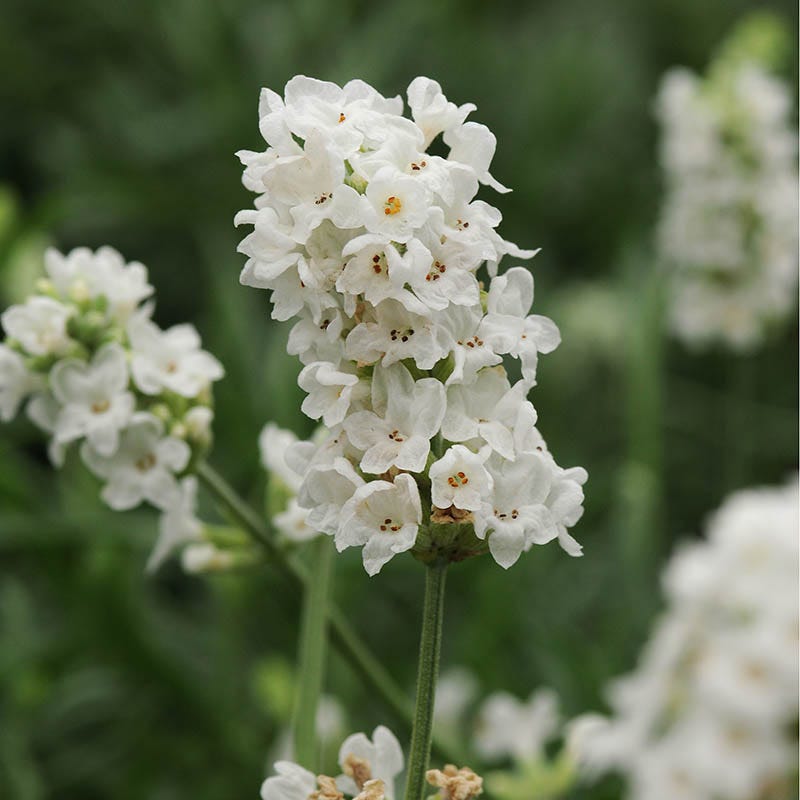 small lavender flower Checkerboard Low-Grow Lavender Collection