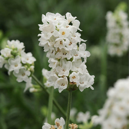 Checkerboard Low Grow Lavender Collection