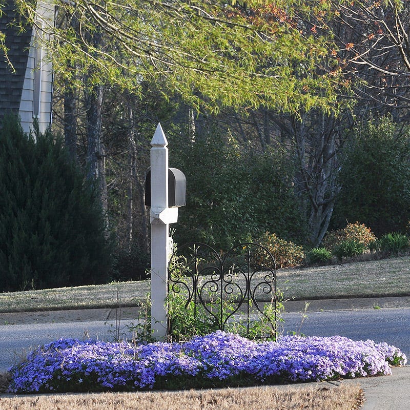 Emerald Blue Creeping Phlox