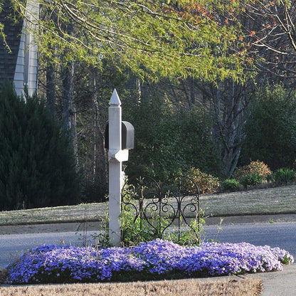 Emerald Blue Creeping Phlox