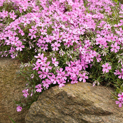 Emerald Pink Creeping Phlox