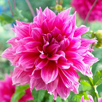 Emory Paul Dinner Plate Dahlia