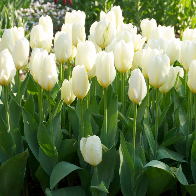 Ballerina Flower Bulb Collection