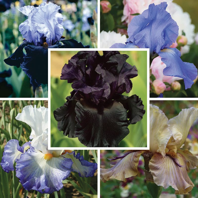 Enchanted Bearded Iris Collection - Thumbnail 3