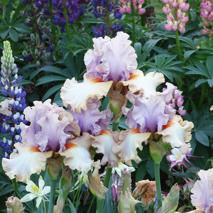Enraptured Bearded Iris