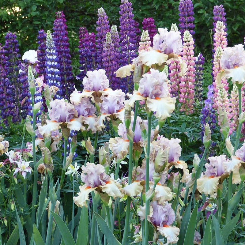 Enraptured Bearded Iris