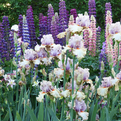 Enraptured Bearded Iris