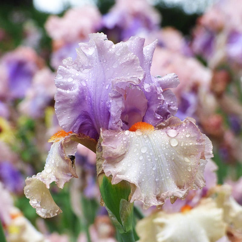 Ethereal Bearded Iris Collection