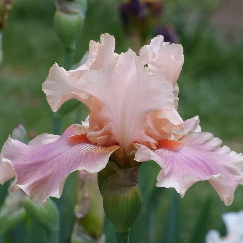 Ethereal Bearded Iris Collection
