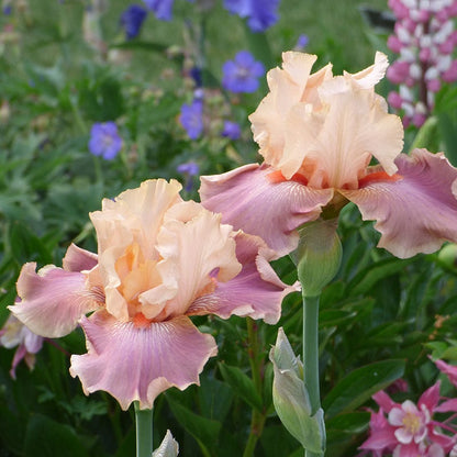 Entitled Bearded Iris